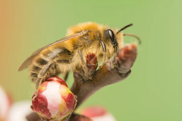 Abelha - Apis mellifera — Fotografia de Stock