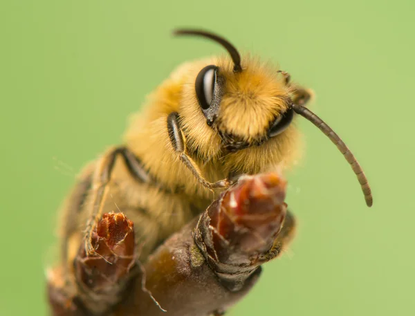 Μέλισσα - apis mellifera — Φωτογραφία Αρχείου