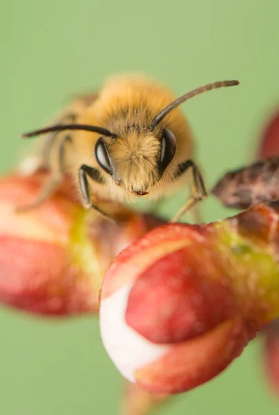 Bee - Apis mellifera — Stock Photo, Image