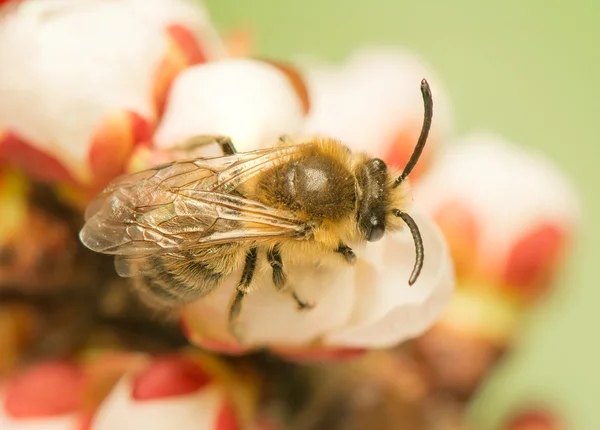 Μέλισσα - apis mellifera — Φωτογραφία Αρχείου