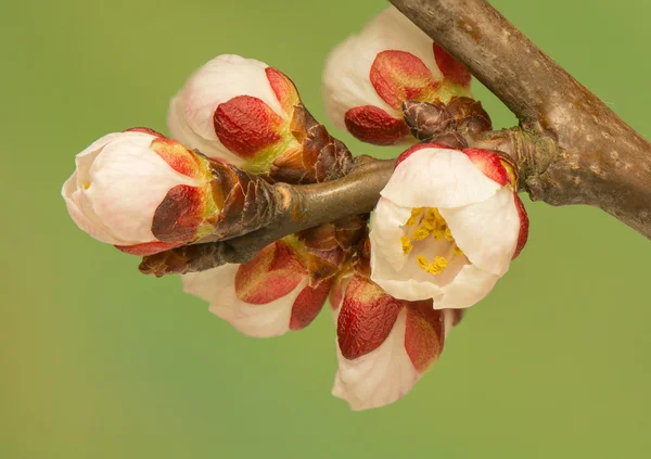 Jarní bud — Stock fotografie