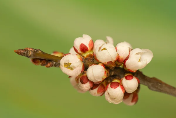 Muguri de primăvară — Fotografie, imagine de stoc