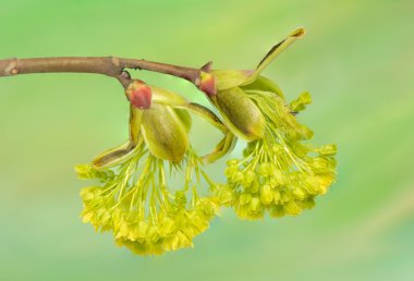 Acer pseudoplatanus