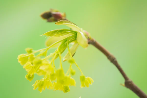 Acer pseudoplatanus —  Fotos de Stock