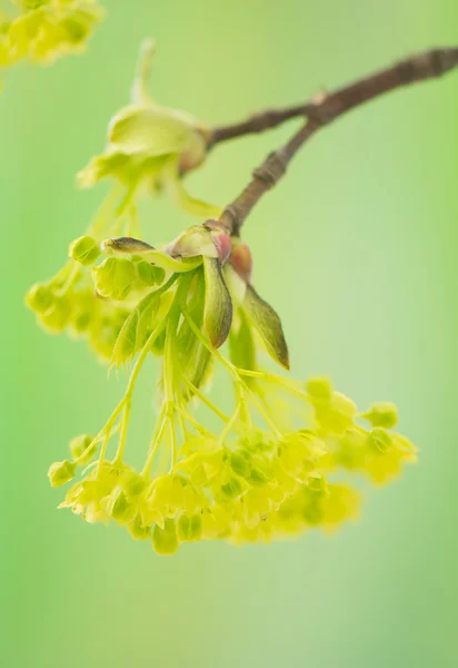 宏碁 pseudoplatanus — 图库照片