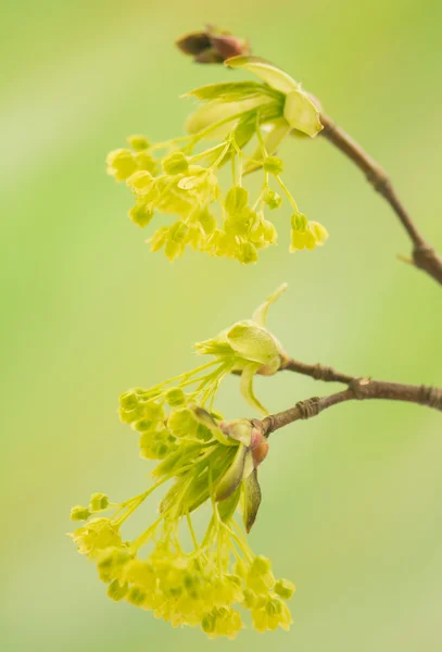 エイサー pseudoplatanus — ストック写真