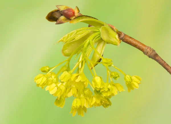 Acer pseudoplatanus —  Fotos de Stock