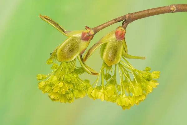 Acer pseudoplatanus — Fotografie, imagine de stoc