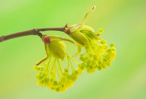 Acer pseudoplatanus — Fotografia de Stock