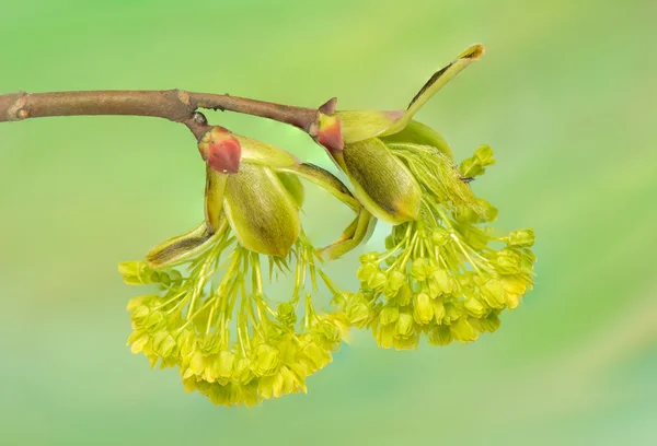Acer pseudoplatanus — Zdjęcie stockowe
