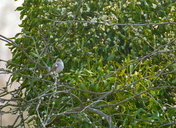 Sylvia atricapilla — Stok fotoğraf