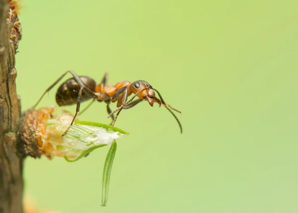 Insecto hormiga — Foto de Stock