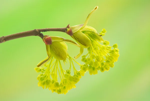 Acer pseudoplatanus — Stok fotoğraf