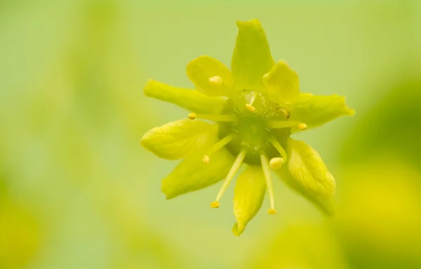 Acer pseudoplatanus — Stock Photo, Image