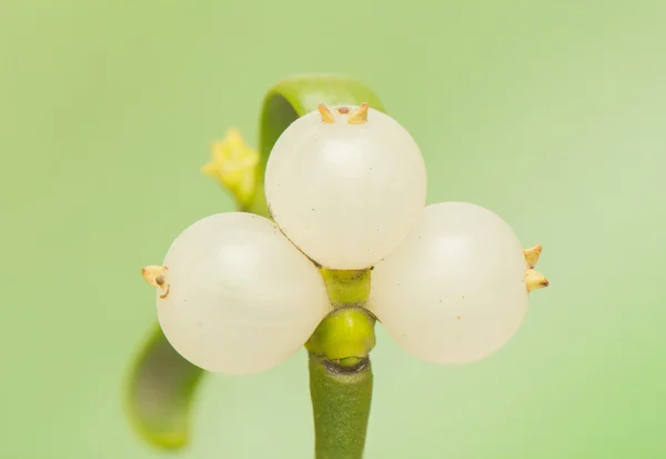 Mistletoe — Stock Photo, Image