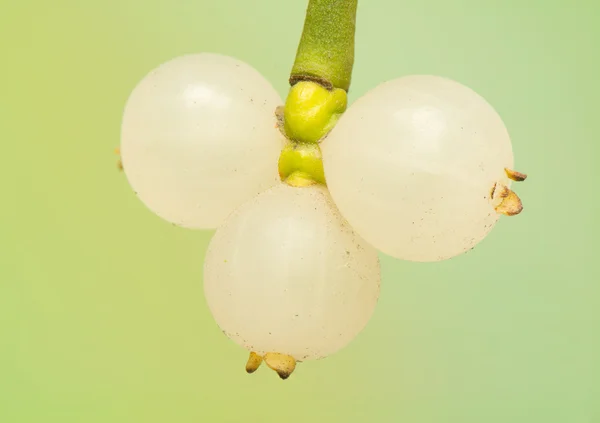 Mistletoe — Stock Photo, Image