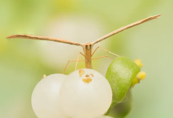 Pterophoridae — Stock Photo, Image