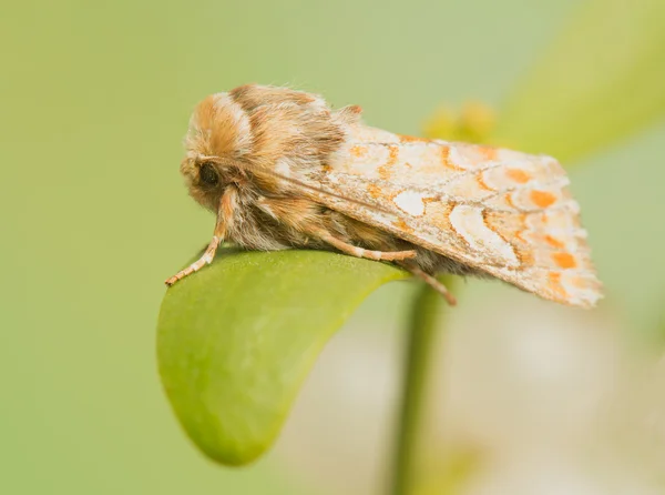 Panolis flammea — Stockfoto