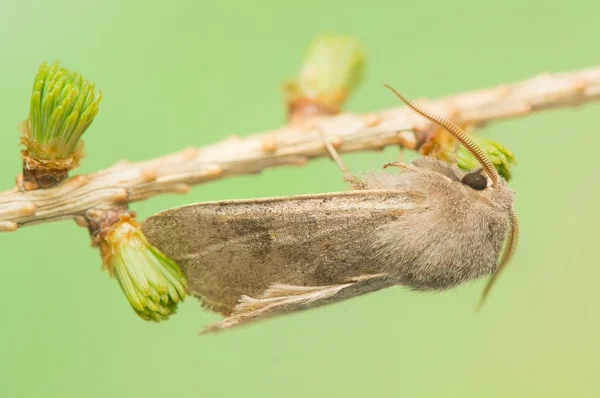 Orthosia populeti — Photo