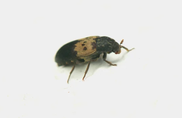 Dermestes lardarius