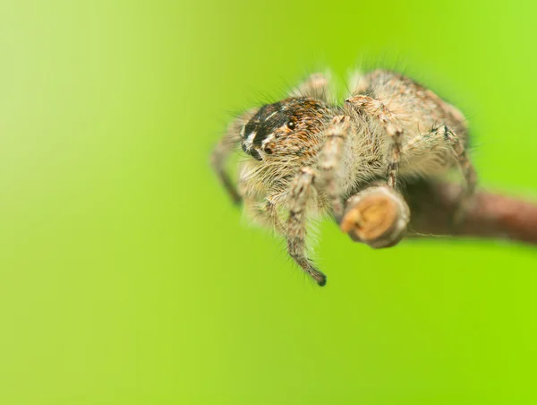 Philaeus chrysops - Hoppande spindel — Stockfoto