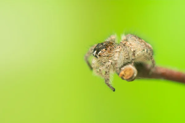 Philaeus chrysops - Jumping spider — Stock Photo, Image