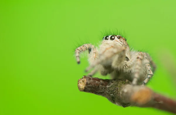 Philaeus chrysops - Прыгающий паук — стоковое фото