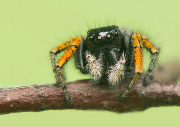 Philaeus chrysops - skákání pavouk — Stock fotografie