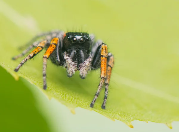 Philaeus chrysops - jumping αράχνη — Φωτογραφία Αρχείου