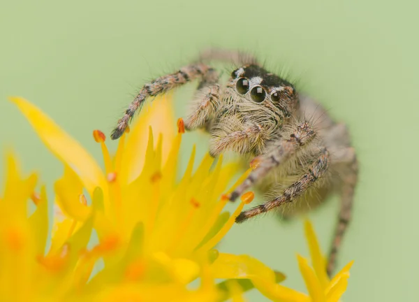 Philaeus chrysops - jumping αράχνη — Φωτογραφία Αρχείου