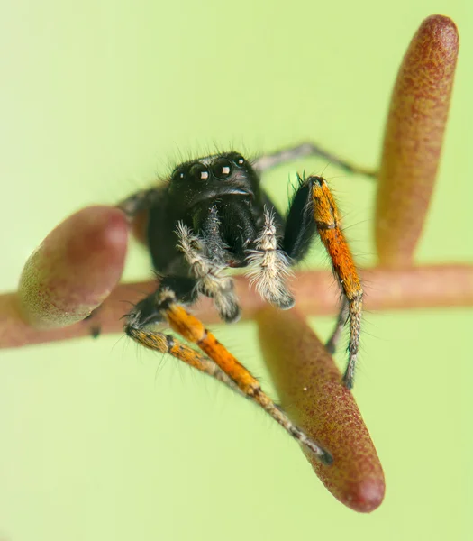 Philaeus chrysops - springende Spinne — Stockfoto