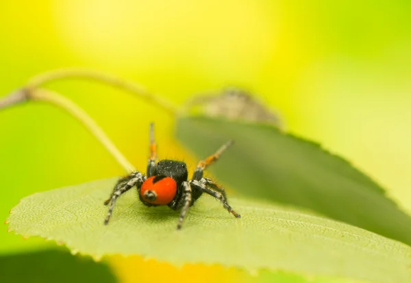 Crisópodes Philaeus - Aranha saltadora — Fotografia de Stock