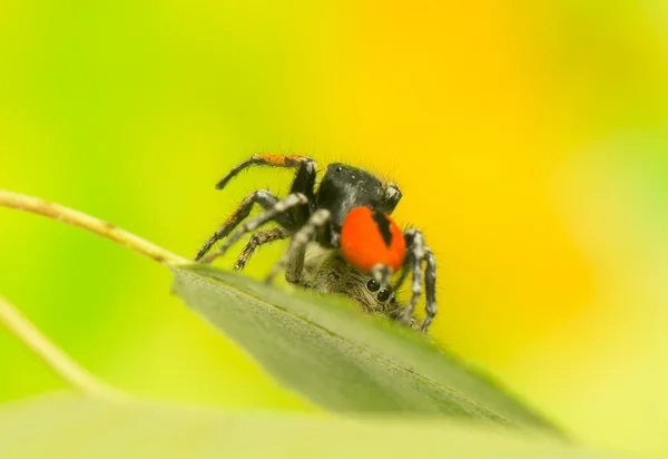 Philaeus chrysops - Jumping spider — Stock Photo, Image
