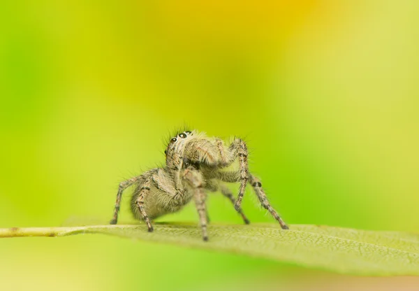 Philaeus chrysops - skákání pavouk — Stock fotografie