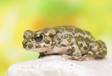 Toad - Bufotes viridis clipart