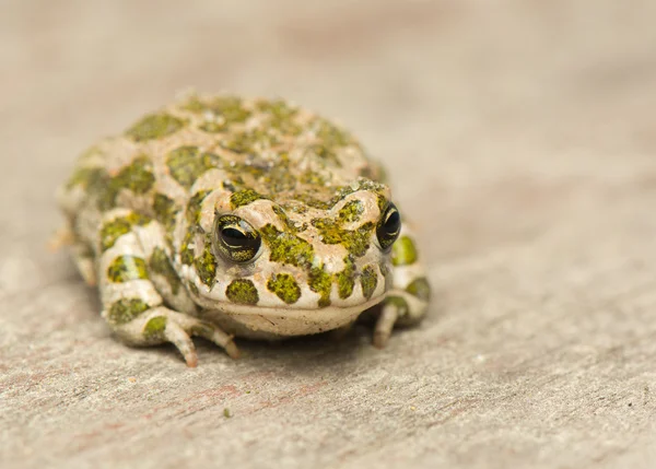 Sapo - Bufotes viridis — Fotografia de Stock