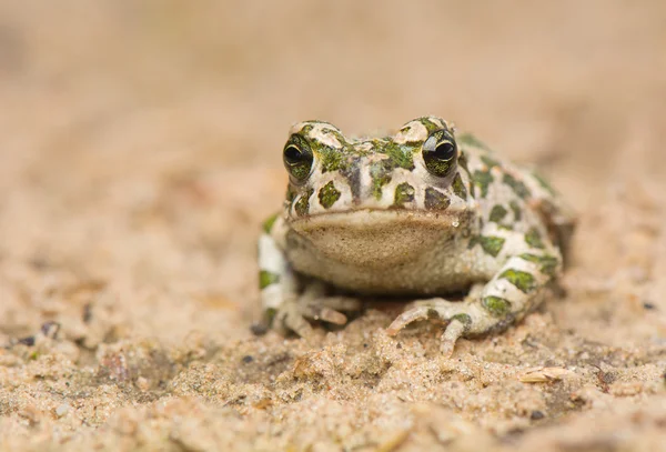 Toad - Bufotes viridis — Stockfoto