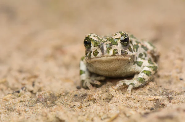 Kurbağa - bufotes viridis — Stok fotoğraf