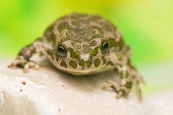 Toad - Bufotes viridis — Stock Photo, Image