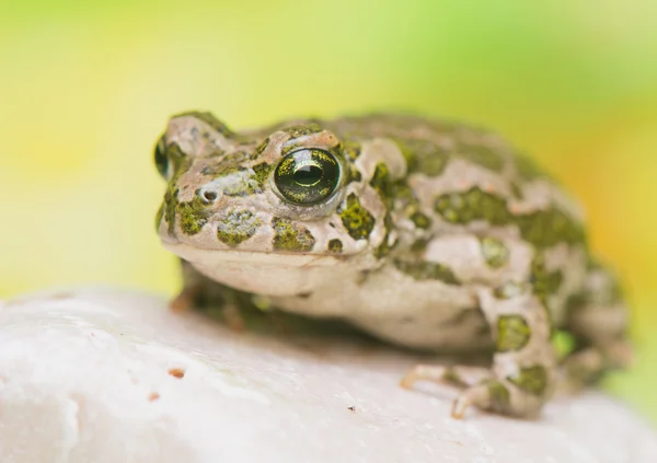 Toad - Bufotes viridis — Stock Photo, Image