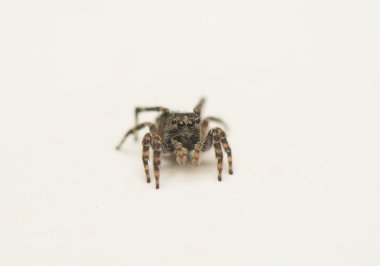 Jumping spider - Sitticus pubescens