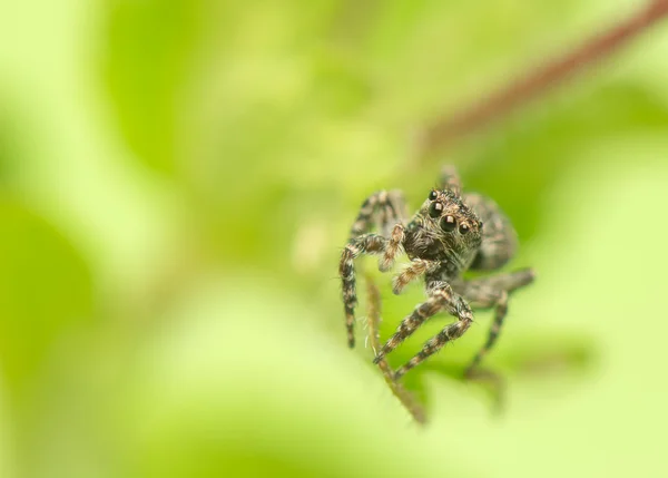 Aranha saltadora - Sitticus pubescens — Fotografia de Stock