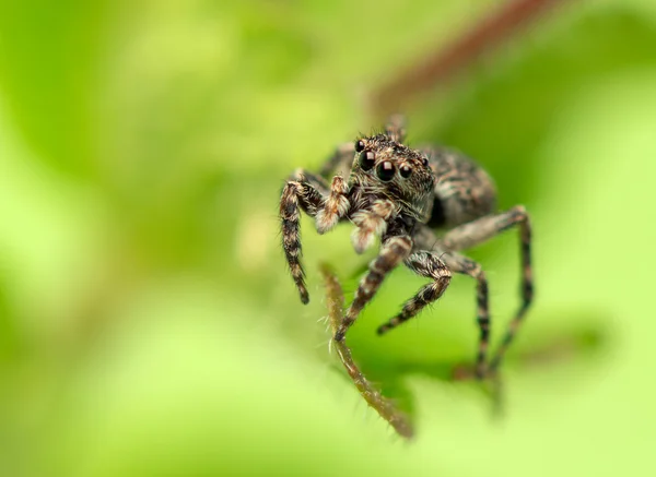Aranha saltadora - Sitticus pubescens — Fotografia de Stock