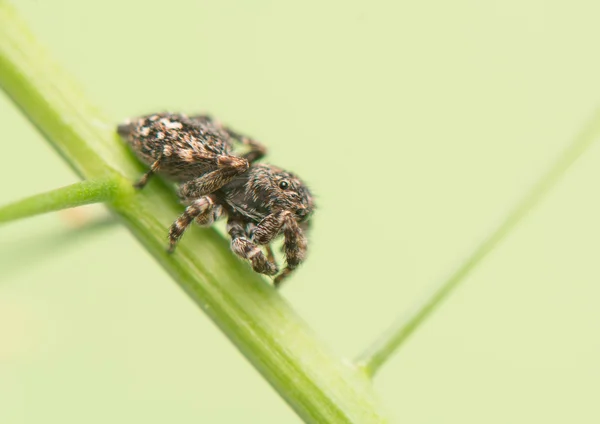 Jumping spider - Sitticus pubescens — Stok fotoğraf