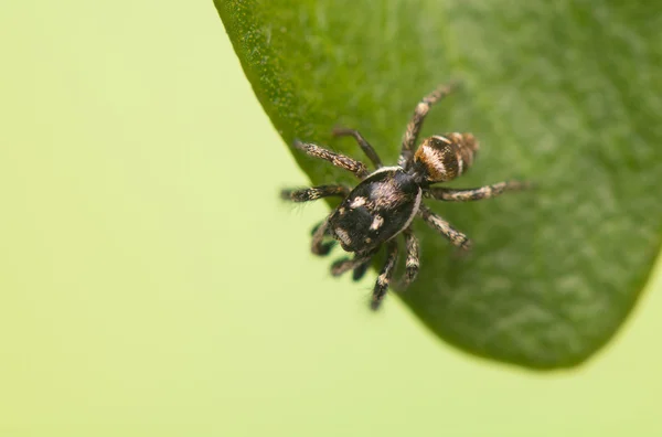 Прыгающий паук - Salticus scenicus — стоковое фото