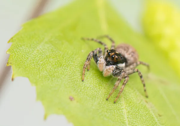 Aranha saltitante — Fotografia de Stock