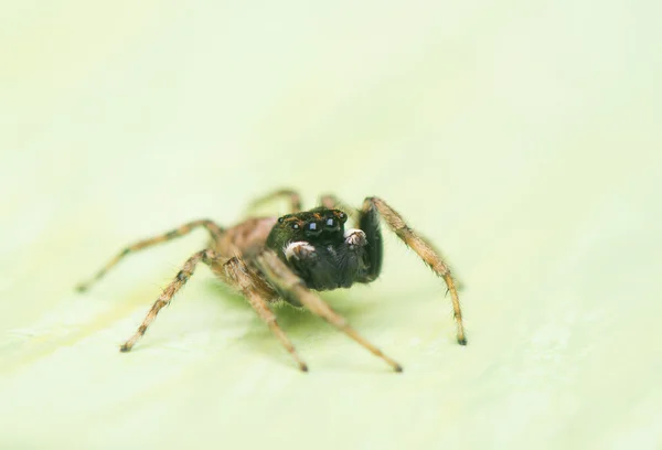 Hoppande spindel — Stockfoto