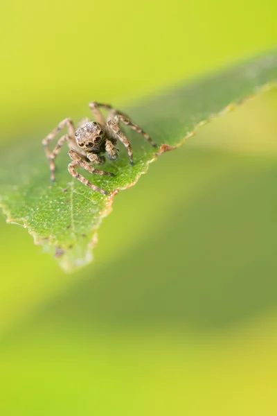 Ragno che salta - Sitticus pubescens — Foto Stock