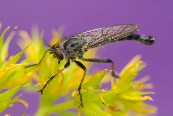 Insect - Roofvliegen — Stockfoto