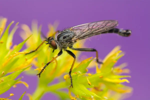 Insekten - asilidae — Stockfoto